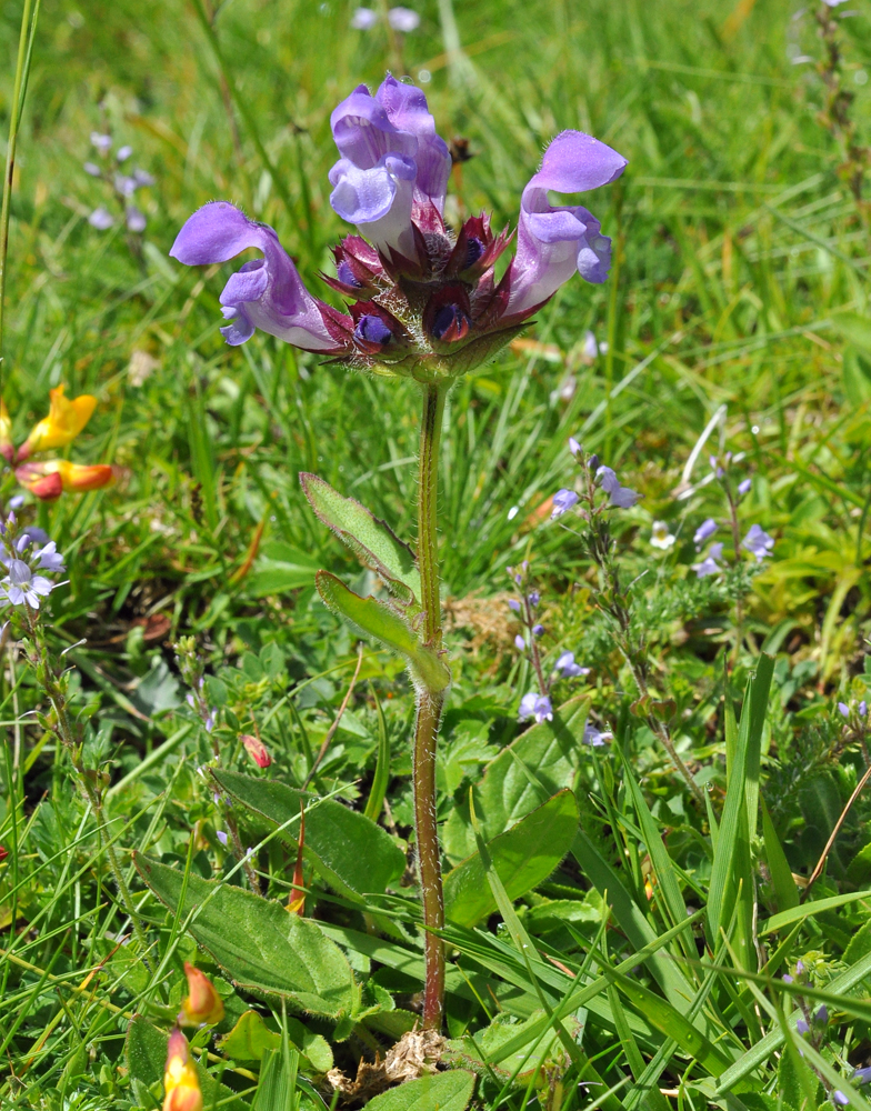 Prunella hastifolia