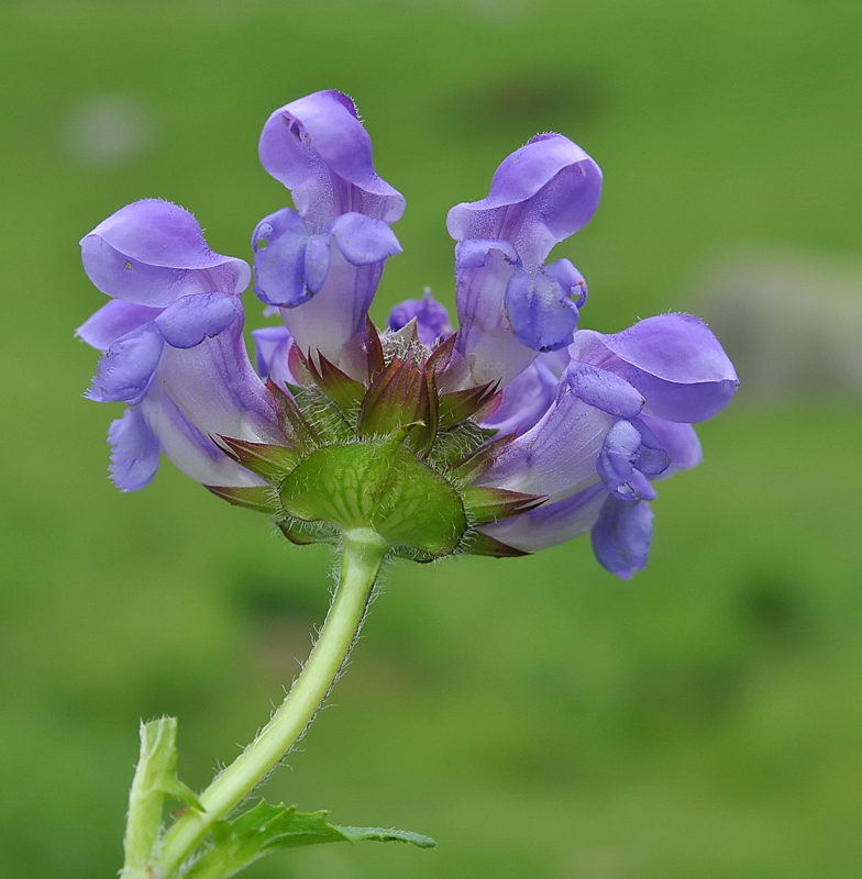 Prunella hastifolia