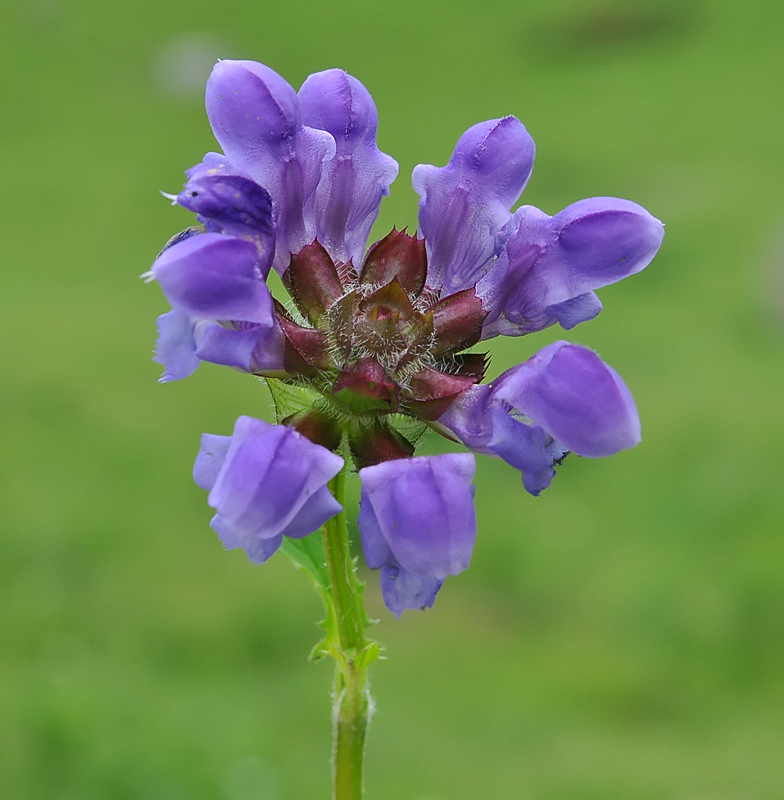 Prunella hastifolia