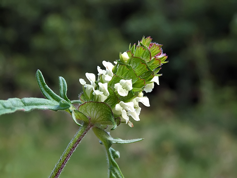 Prunella laciniata