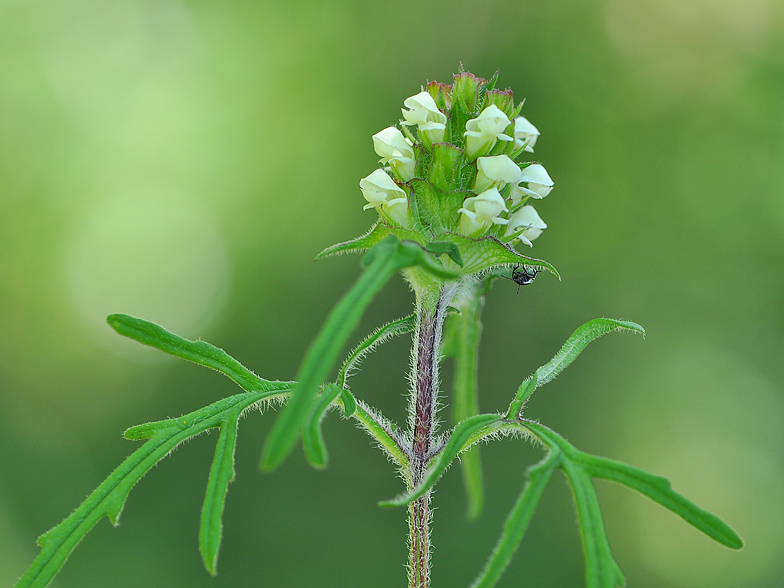 Prunella laciniata