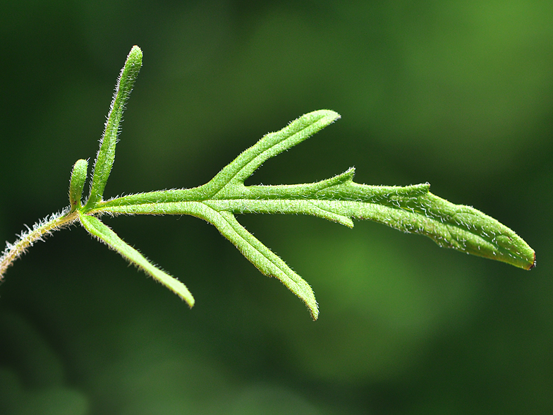 Prunella laciniata