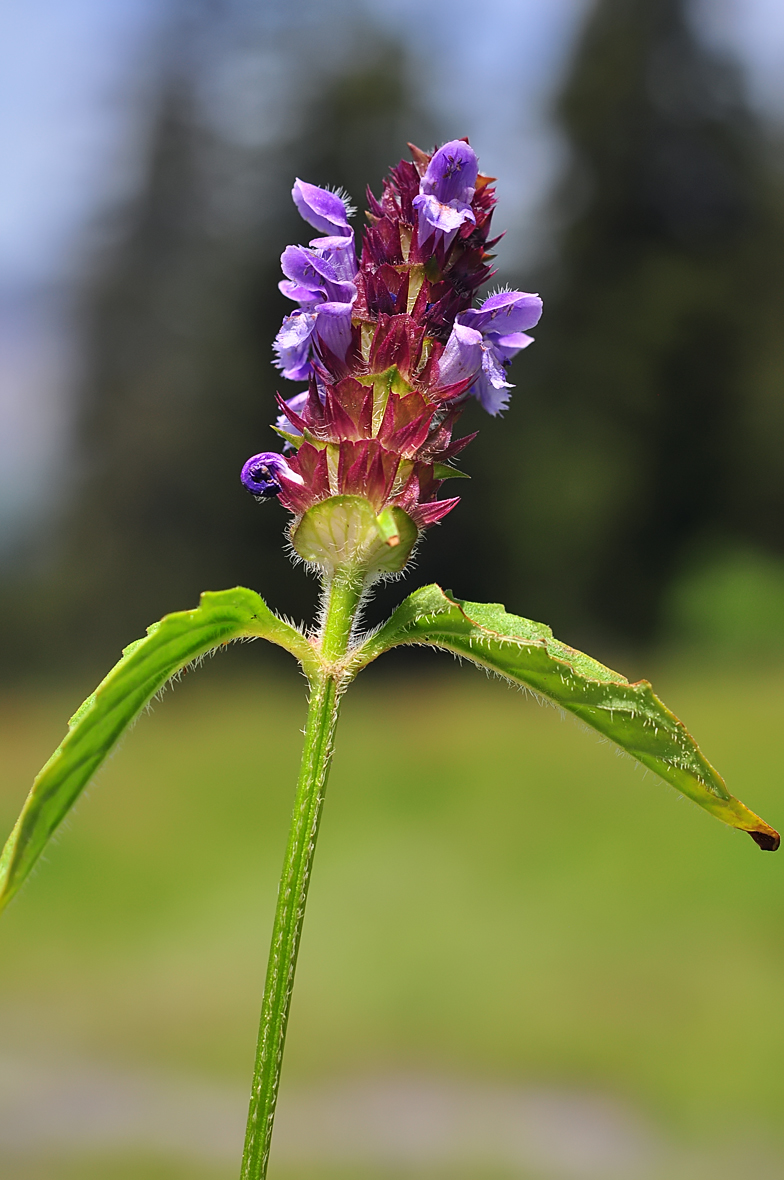 Prunella vulgaris