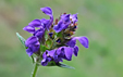 Prunella vulgaris