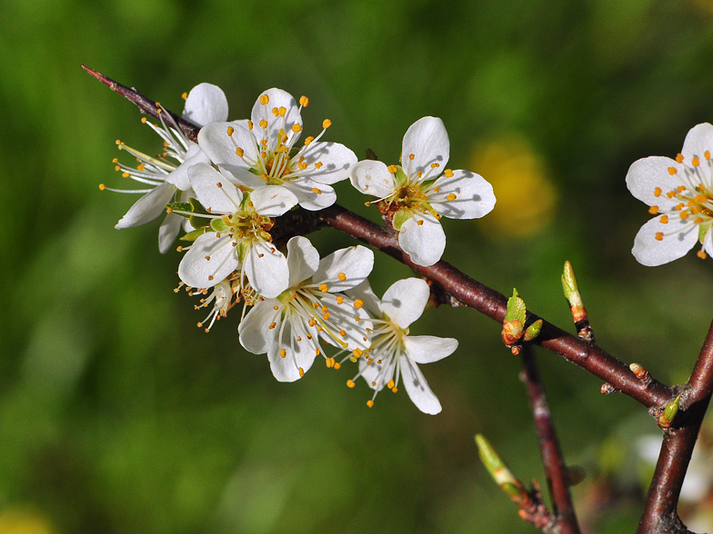 Prunus spinosa