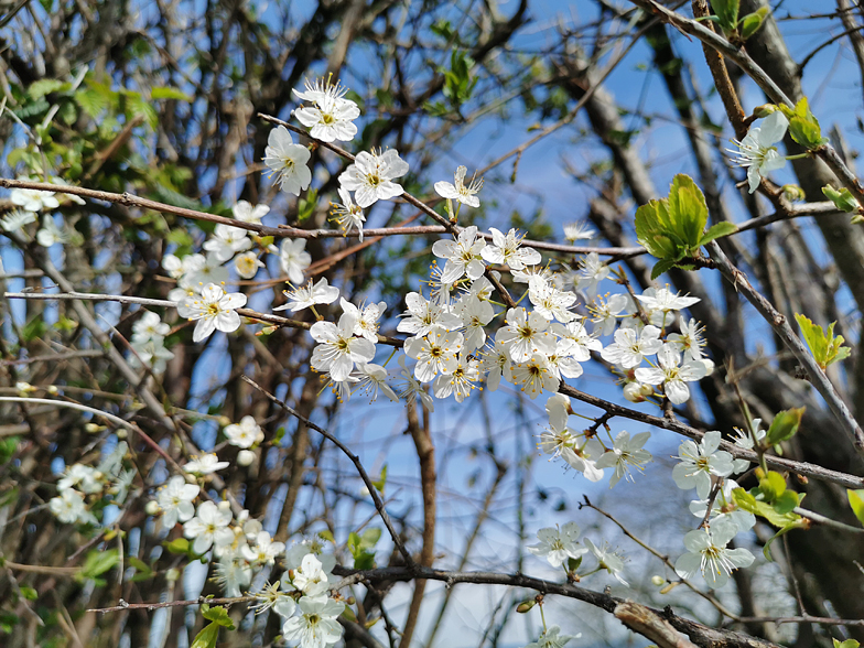 Prunus spinosa