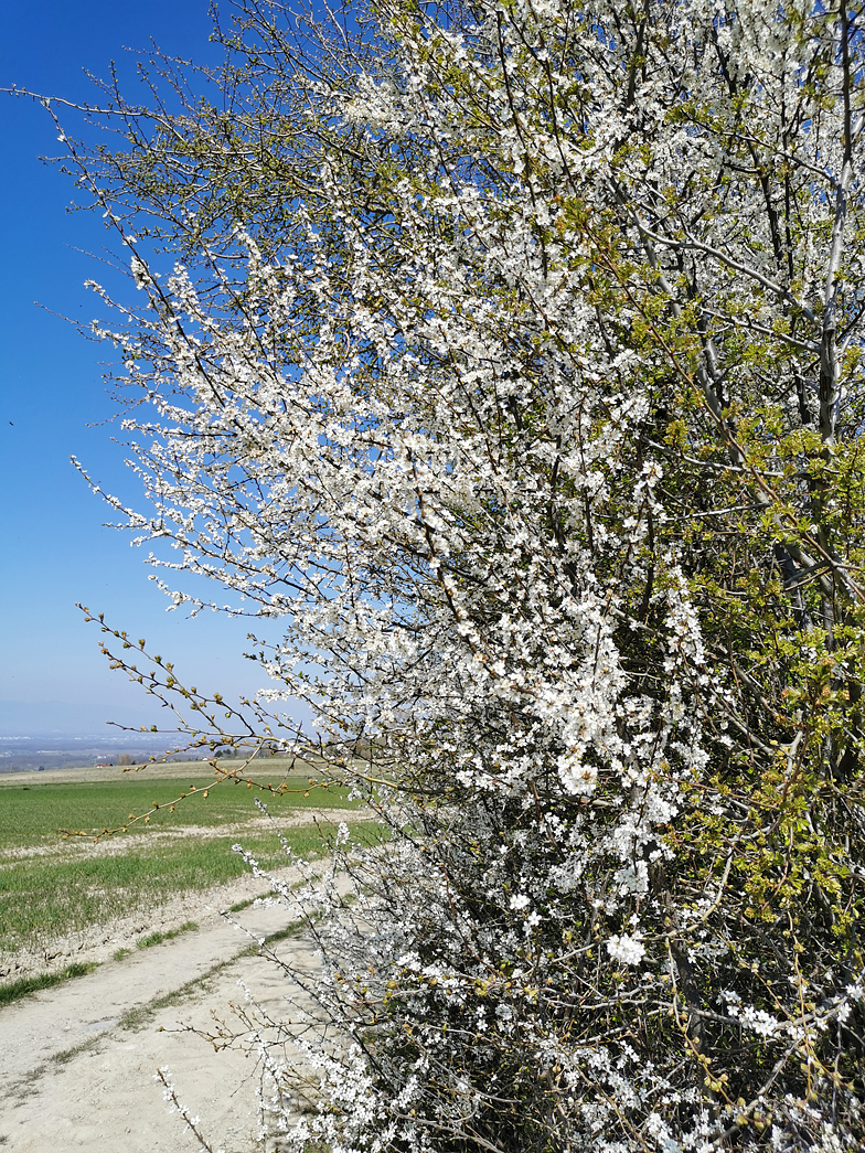 Prunus spinosa