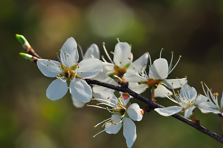 Prunus spinosa