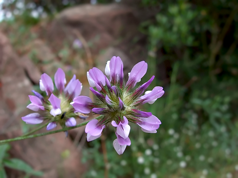 Psoralea bituminosa