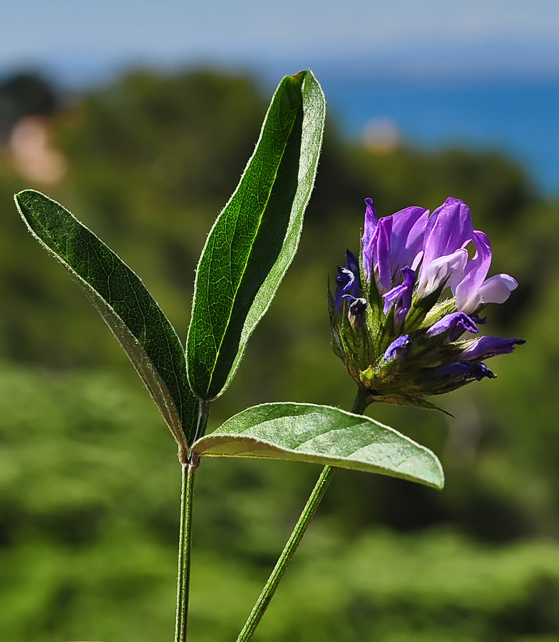 Psoralea bituminosa