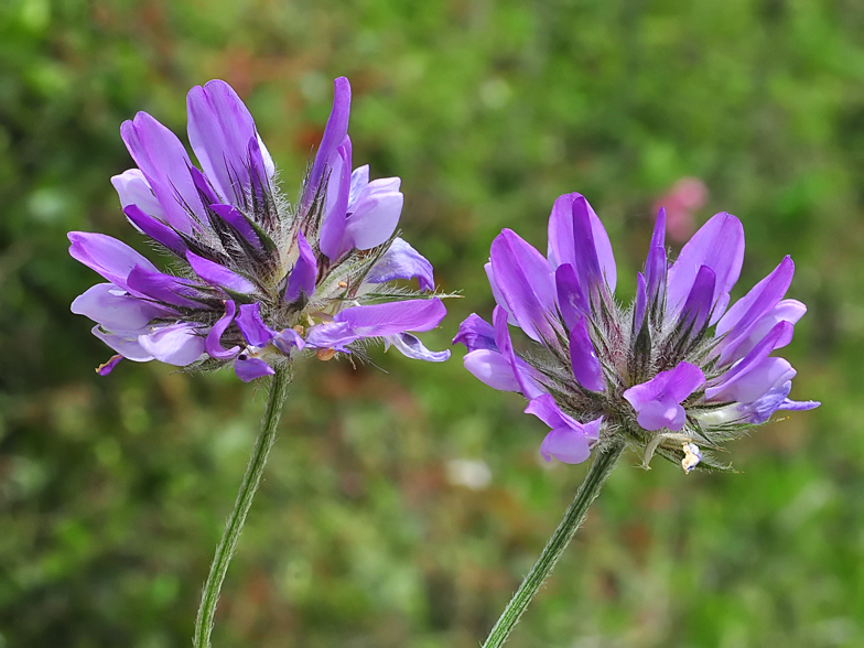 Psoralea bituminosa