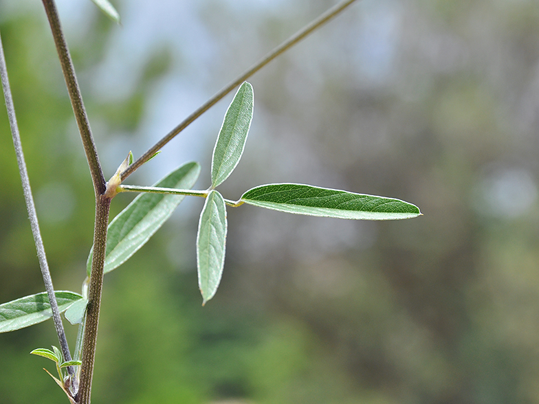 Psoralea bituminosa