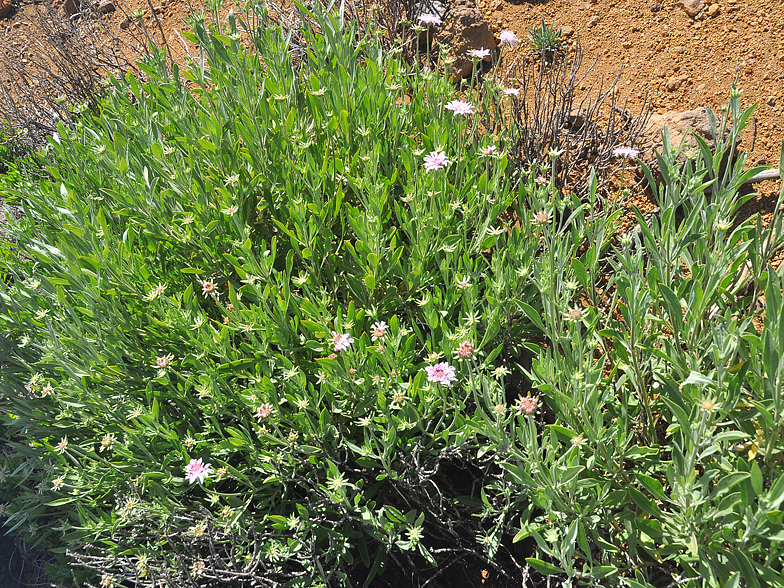 Pterocephalus lasiospermus