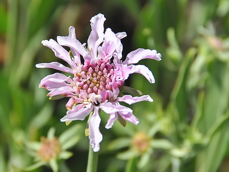 Pterocephalus lasiospermus