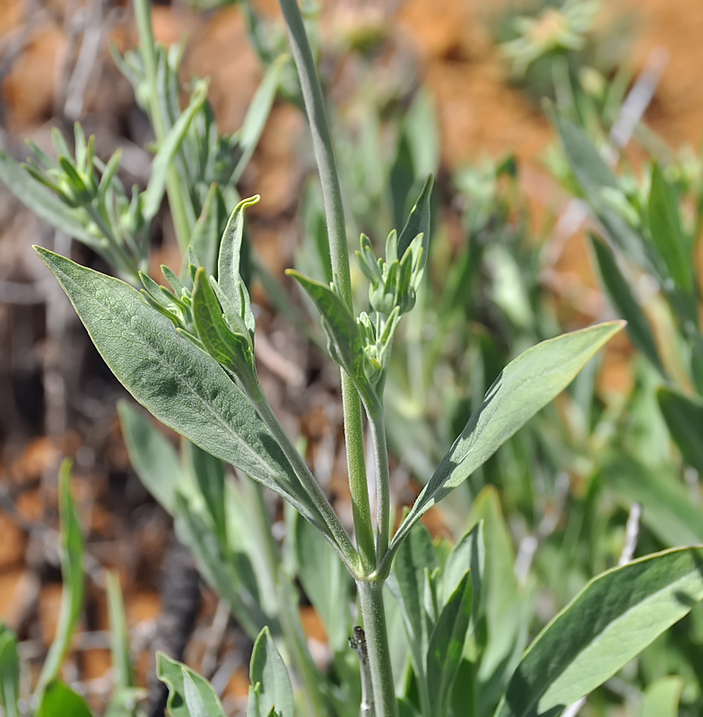Pterocephalus lasiospermus feuilles