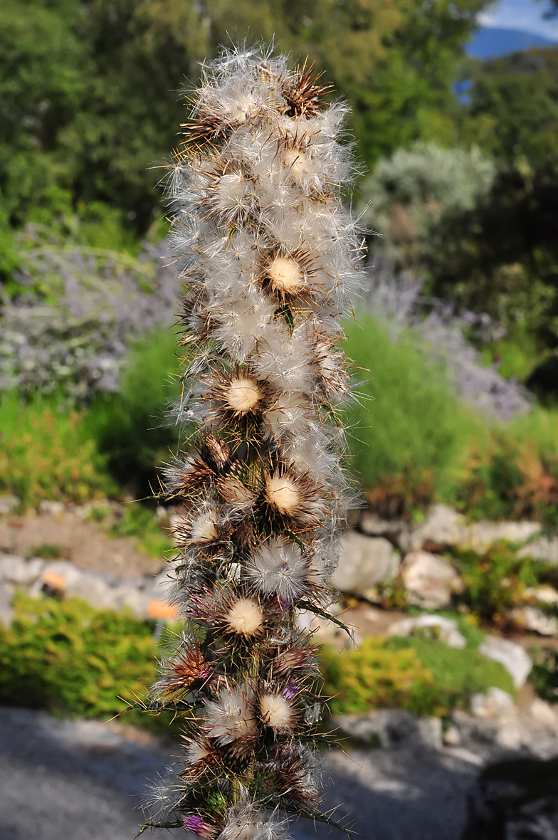 Ptilostemon casabonae