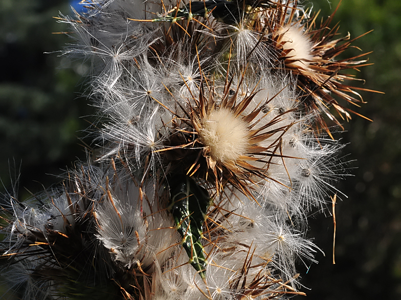 Ptilostemon casabonae