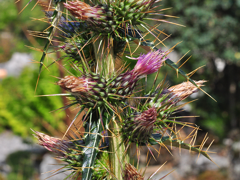 Ptilostemon casabonae