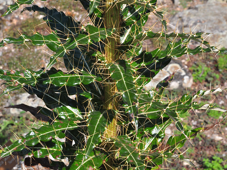 Ptilostemon casabonae