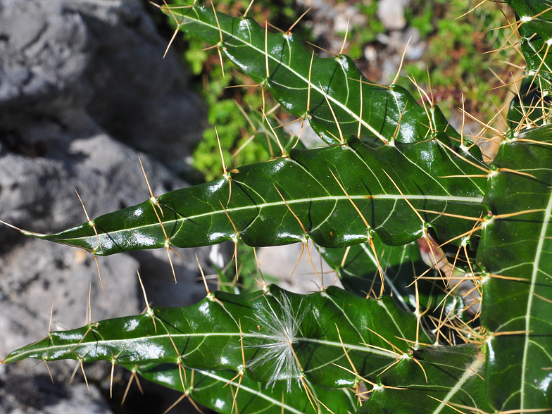 Ptilostemon casabonae