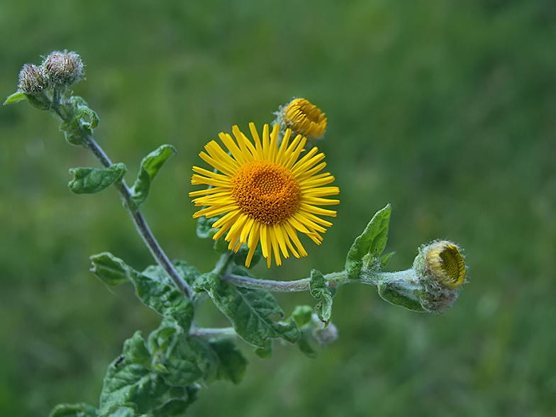 Pulicaria dysenterica