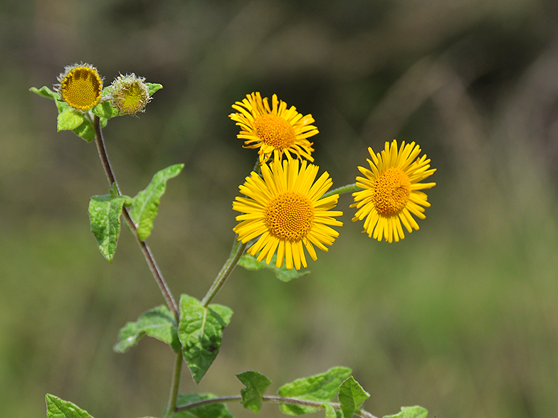 Pulicaria dysenterica