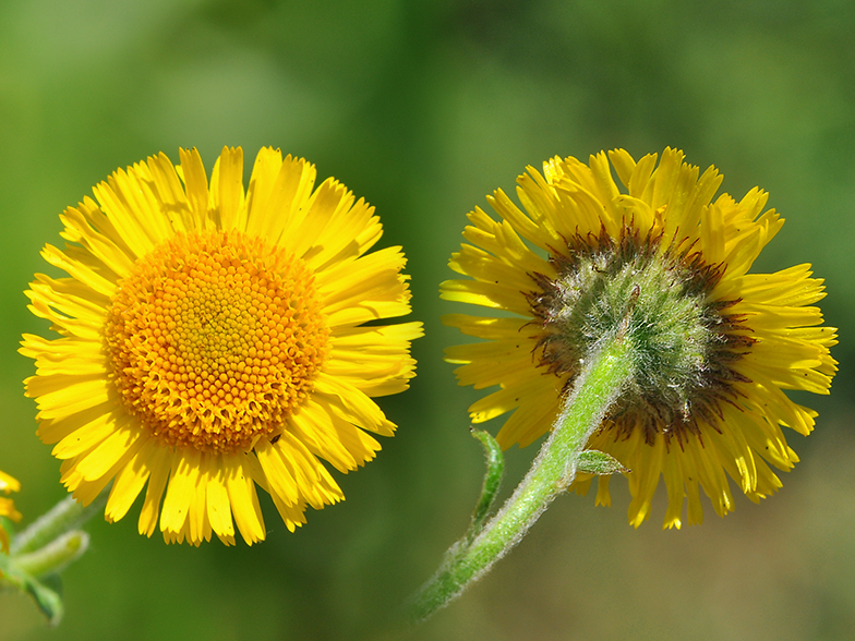 Pulicaria dysenterica