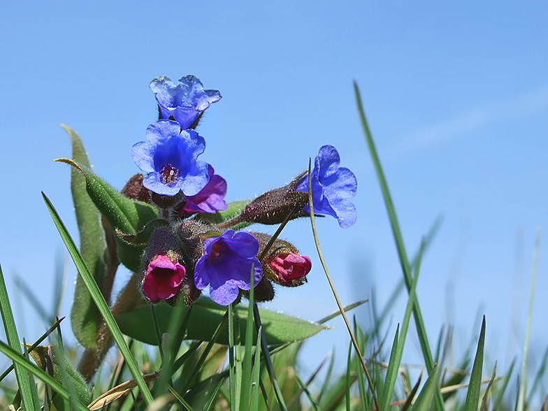 Pulmonaria mollis