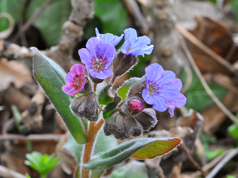 Pulmonaria mollis