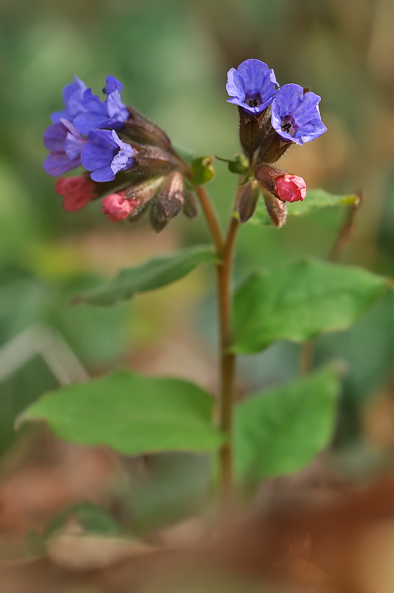 Pulmonaria cf. mollis