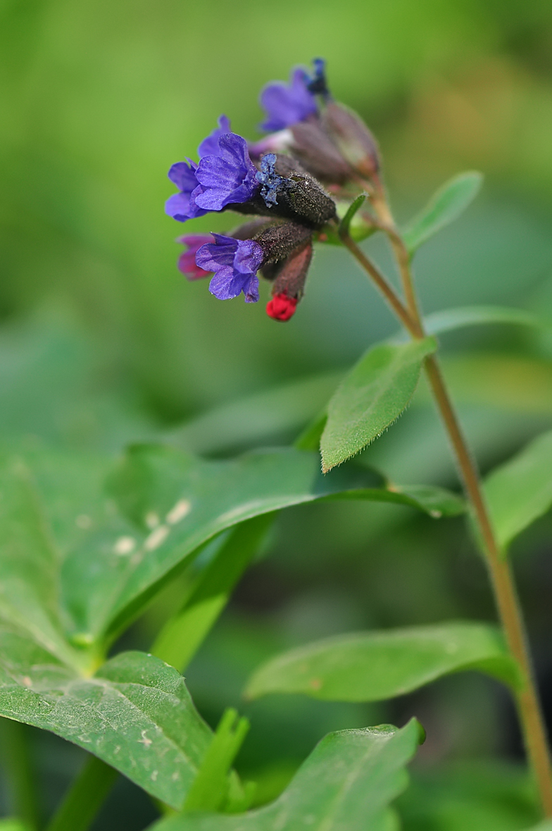 Pulmonaria mollis