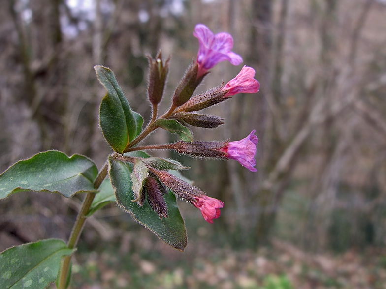 Pulmonaria officinalis