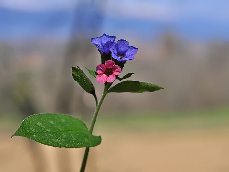 Pulmonaria officinalis