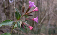 Pulmonaria officinalis