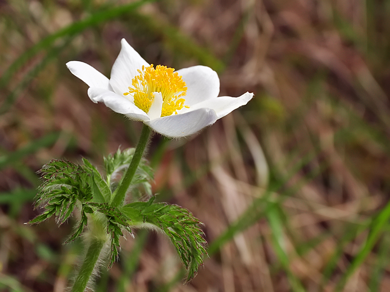 Pulsatilla alpina