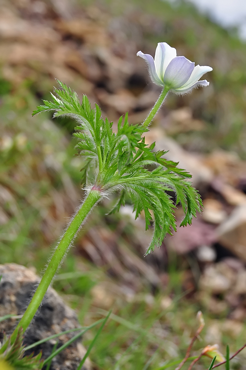 Pulsatilla alpina