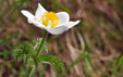 Pulsatilla alpina