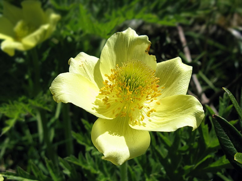 Pulsatilla alpina ssp. apiifolia