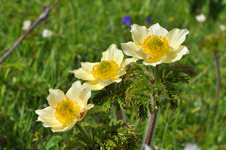 Pulsatilla alpina ssp apiifolia