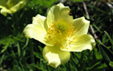 Pulsatilla alpina ssp. apiifolia