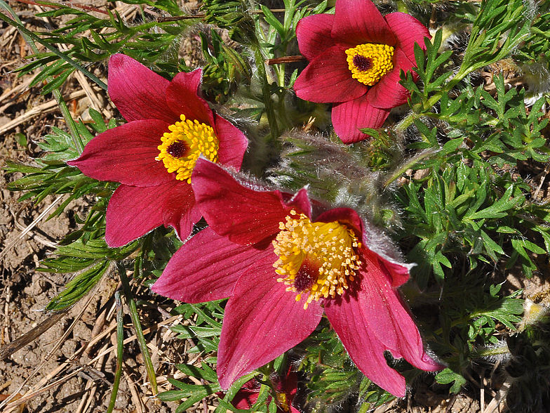 Pulsatilla rubra