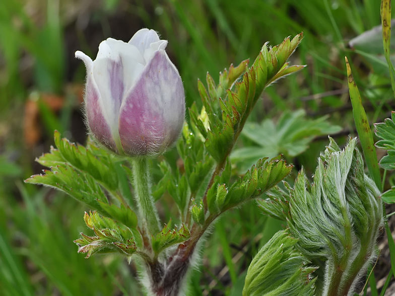 Pulsatilla vernalis