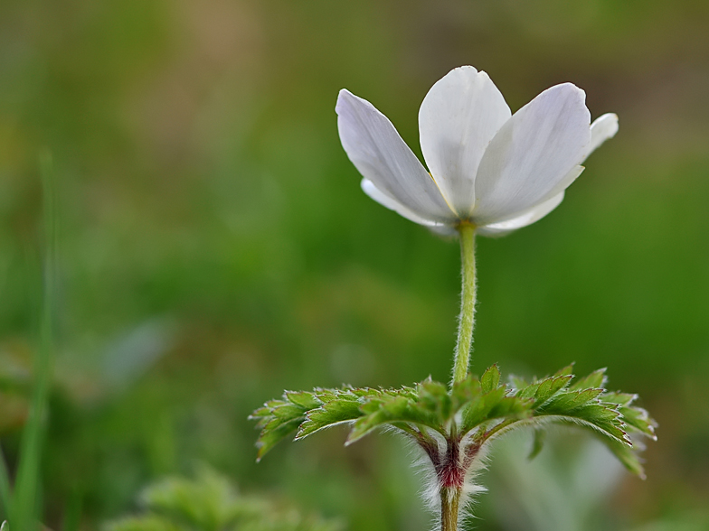 Pulsatilla vernalis