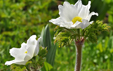 Pulsatilla vernalis