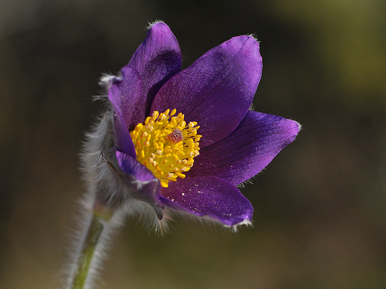 Pulsatilla vulgaris