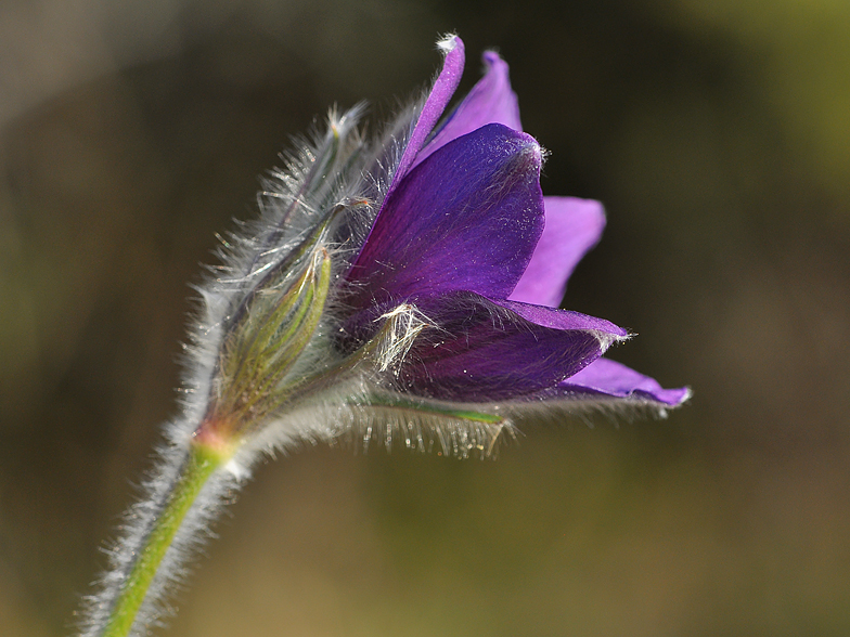 Pulsatilla vulgaris