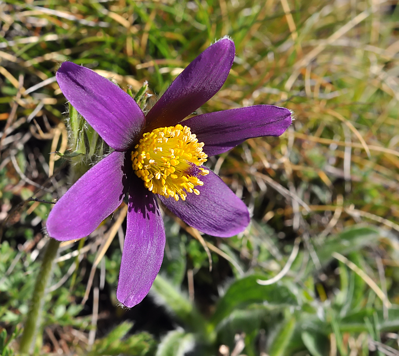 Pulsatilla vulgaris