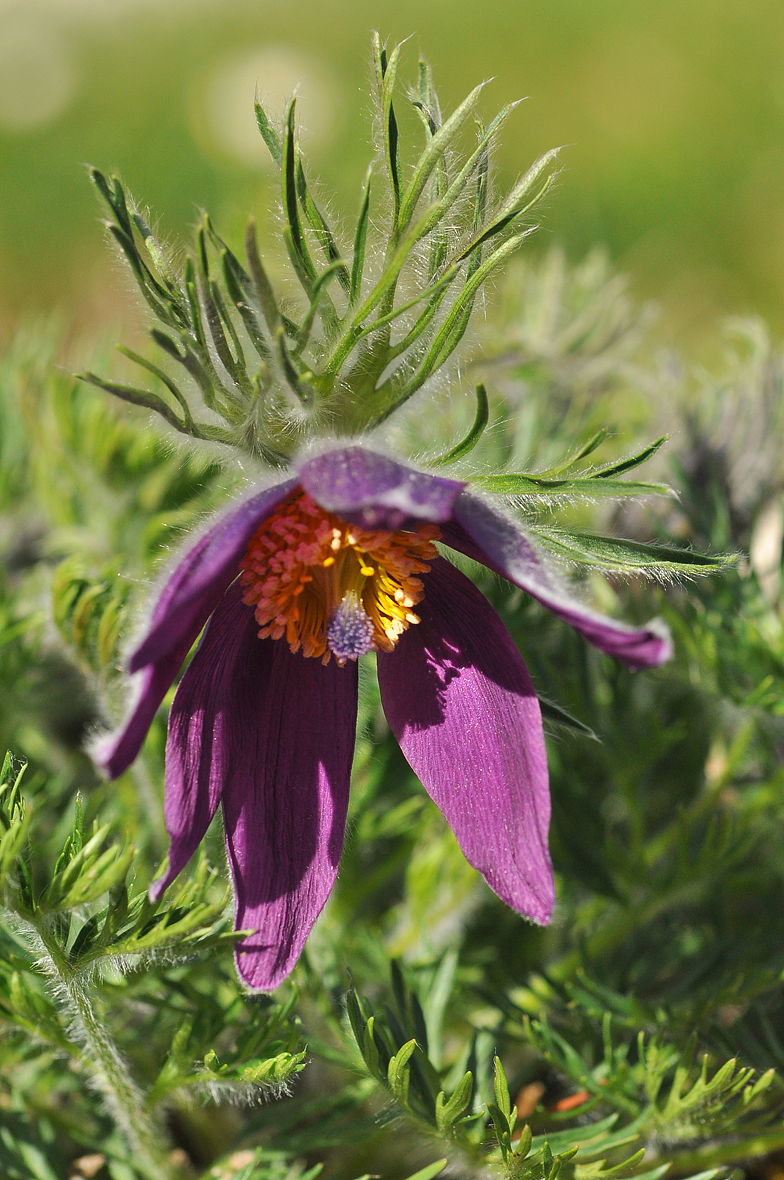 Pulsatilla vulgaris