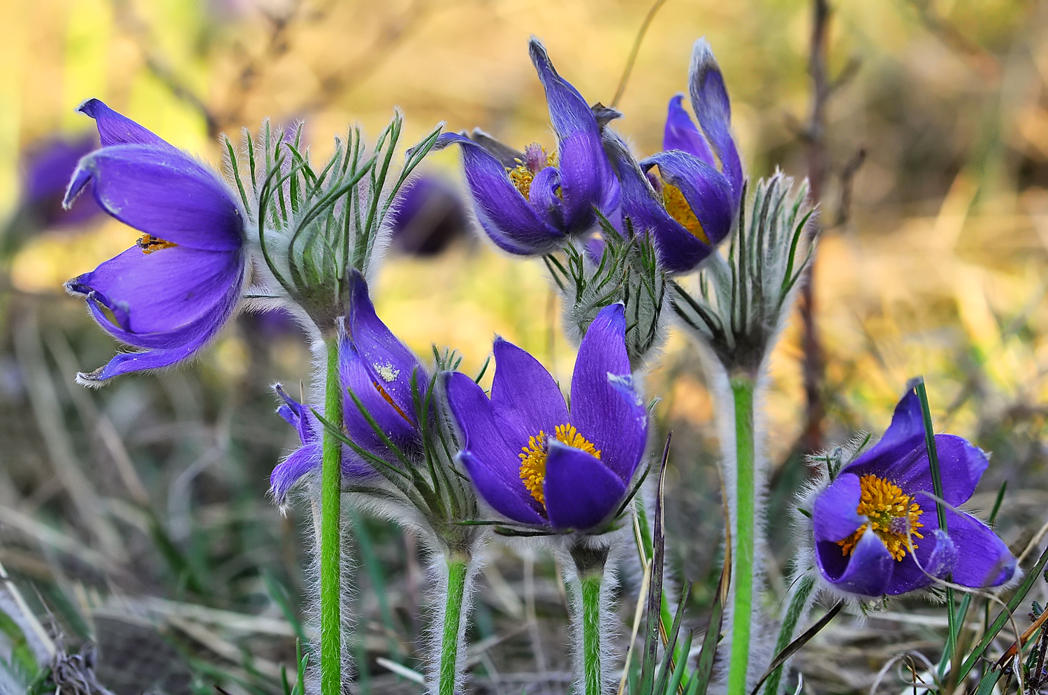 Pulsatilla vulgaris