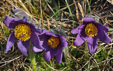 Pulsatilla vulgaris